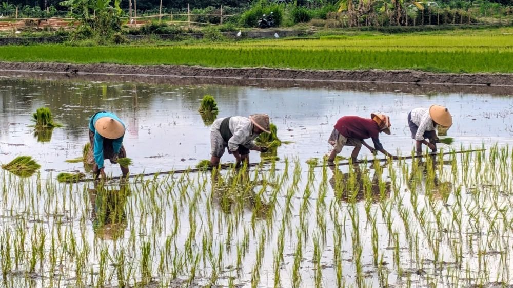 voyage dans les rizières en indonesie - &copy; Marjolaine Lafouge