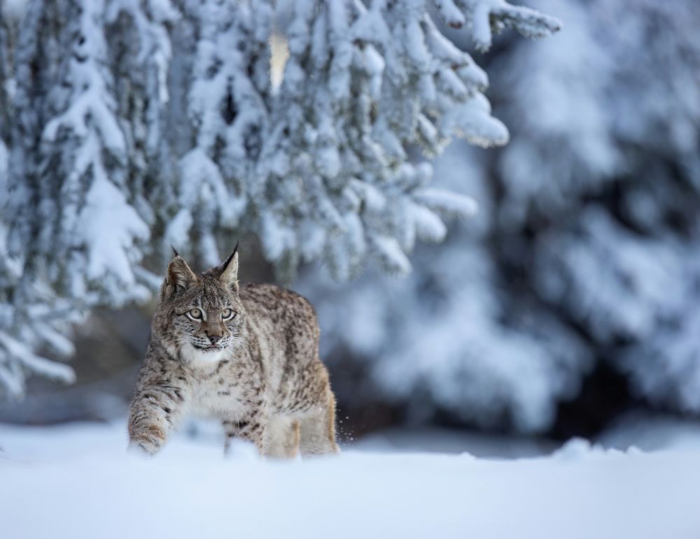 Lynx polaire - &copy; zdenek-machacek
