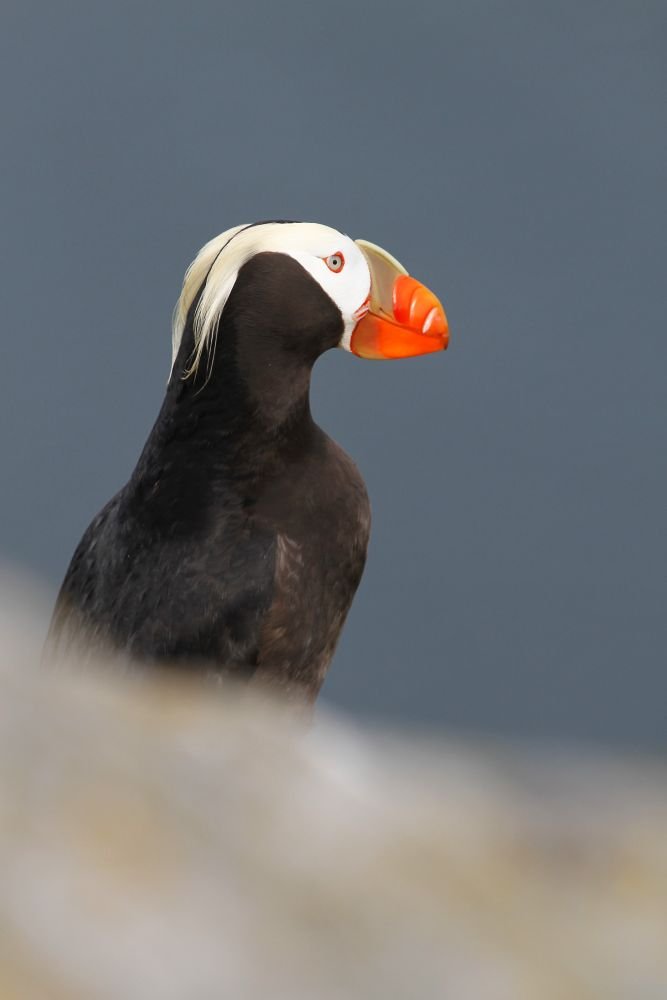 portrait d'un maquareux - &copy; Laurent Cocherel