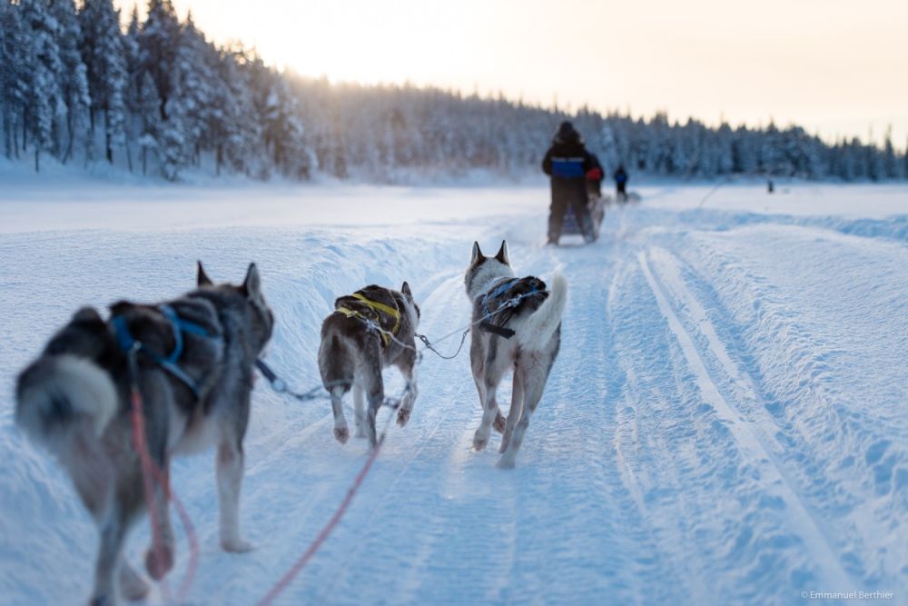 voyage chiens de traineau en laponie - &copy; Emmanuel Berthier