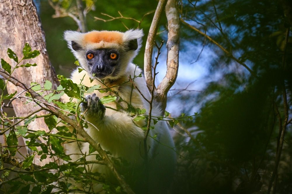 Voyage naturaliste a madagascar - &copy; Sylvain Lefebvre
