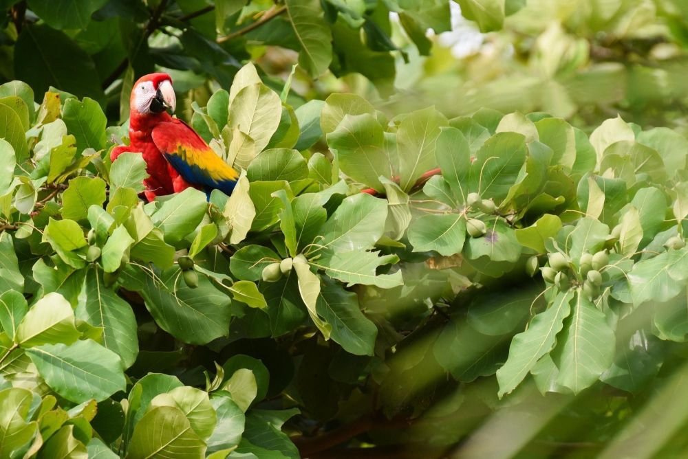 Ara rouge dans son arbre au Brésil - &copy; Sylvain Lefebvre