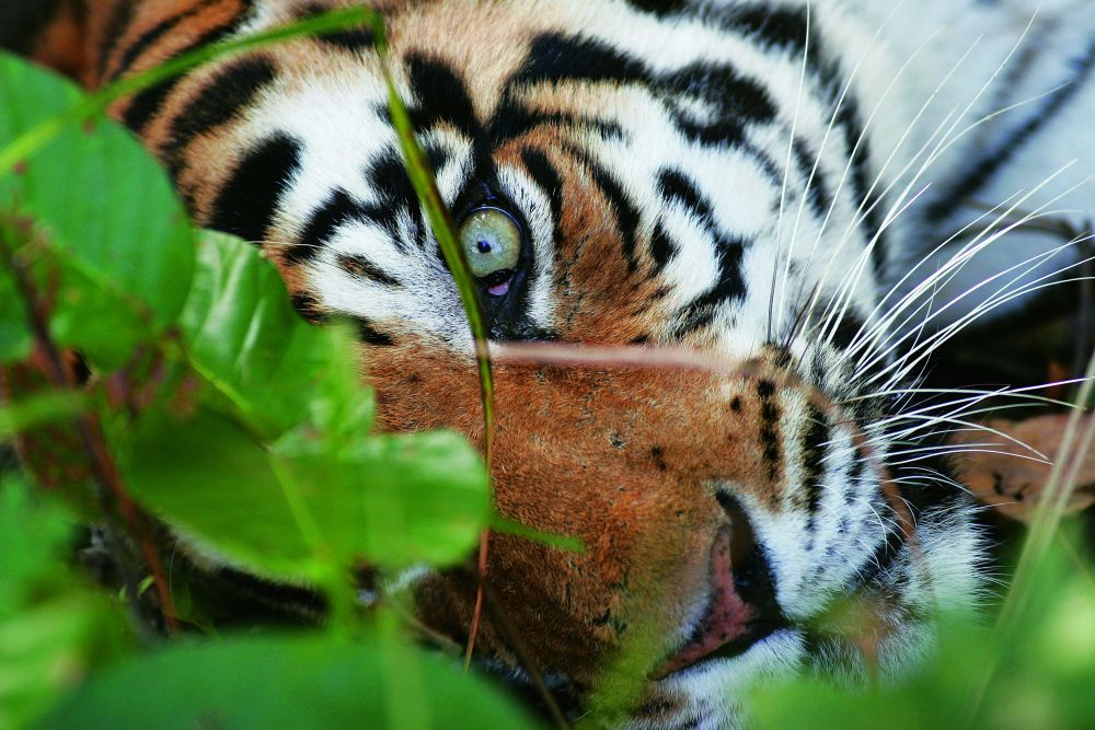 portrait d'un tigre voyage naturaliste en inde - &copy; Laurent Cocherel