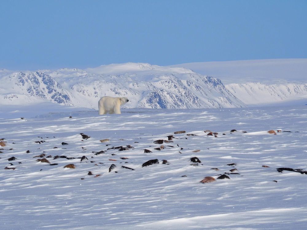 ours polaire sur banquise - &copy; Escursia