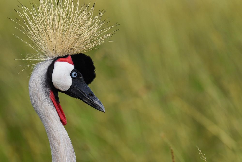 voyage ornithologique au kenya - &copy; Sylvain Lefebvre