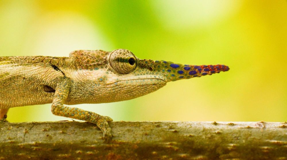 caméléon endémique voyage à madagascar - &copy; Sylvain Lefebvre