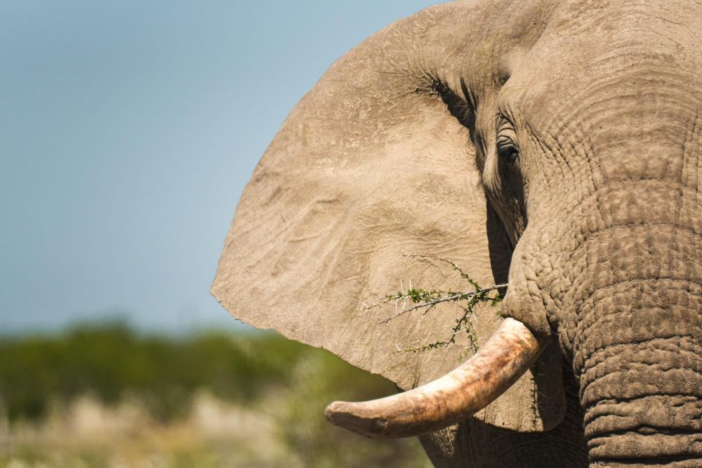 Portrait d'un elephant safari en Namibie - &copy; Sylvain Lefebvre