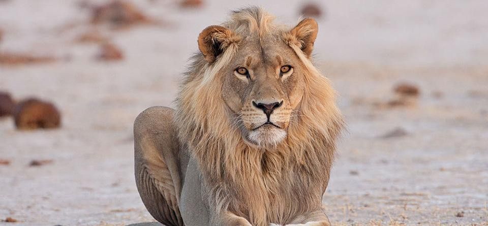 rencontre avec un lion safari au botswana - &copy; Terres Oubliées