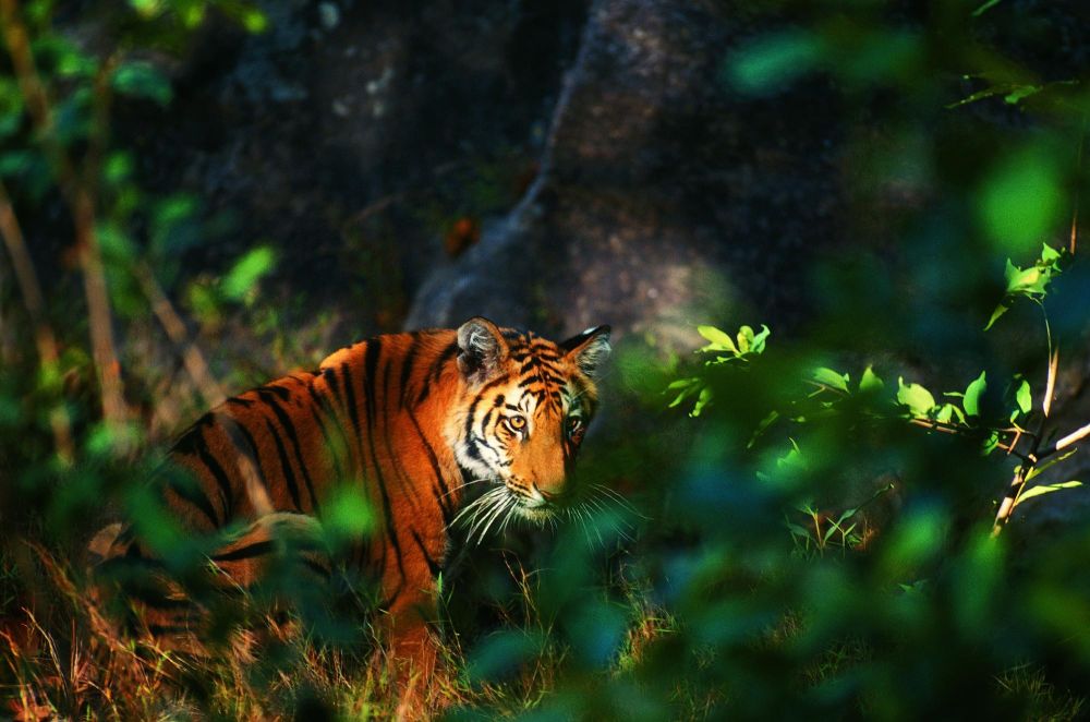 tigre du bengale voyage en inde - &copy; Laurent Cocherel