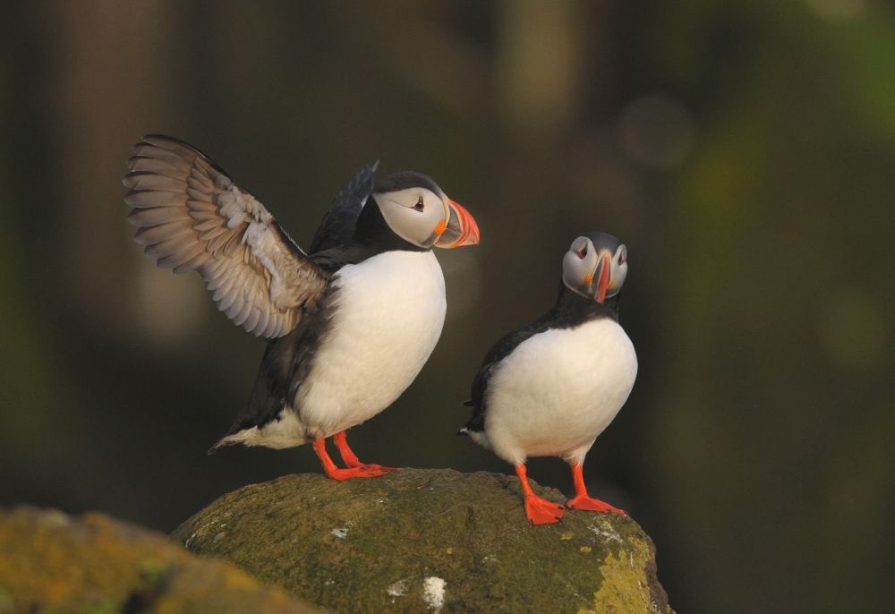 macareux, voyage ornithologique en france - &copy; Julien Gonin