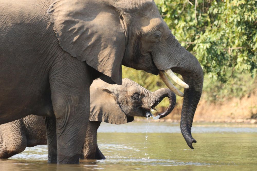elephants lors d'un safari en Zambie - &copy; Terres Oubliées