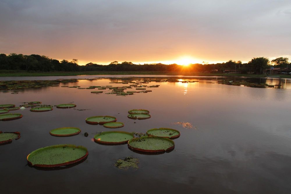 coucher de soleil sur le pantanal au brésil - &copy; Laurent Cocherel