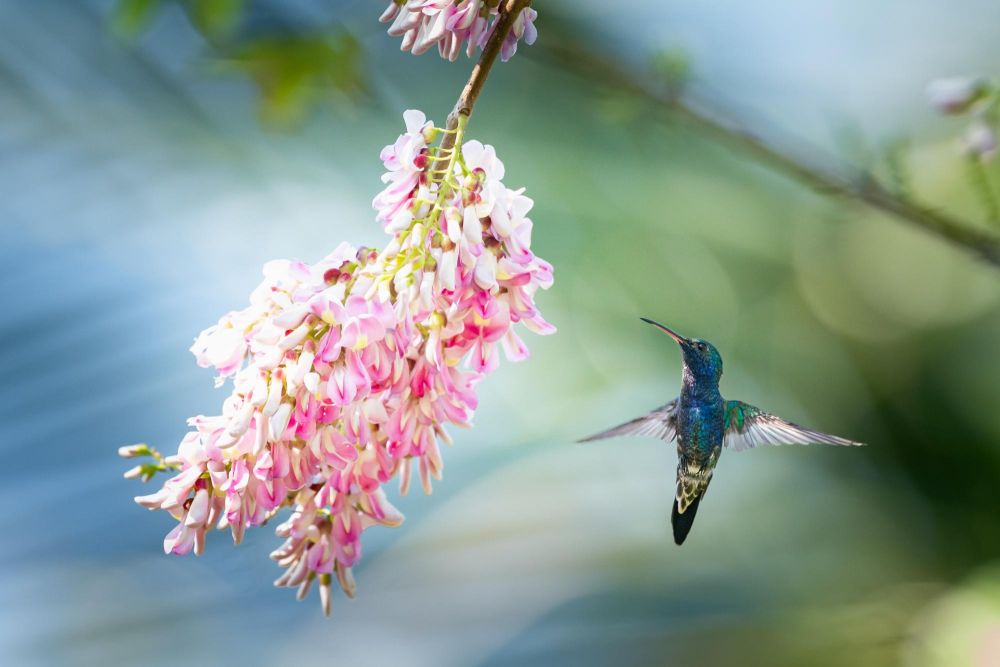 colibri qui butine en colombie - &copy; Escursia