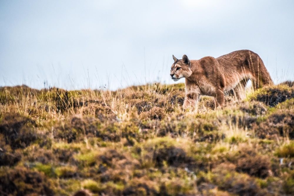 rencontre avec un puma en patagonie - &copy; Sylvain Lefebvre