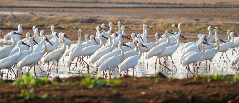 voyage ornitho en chine - &copy; Escursia