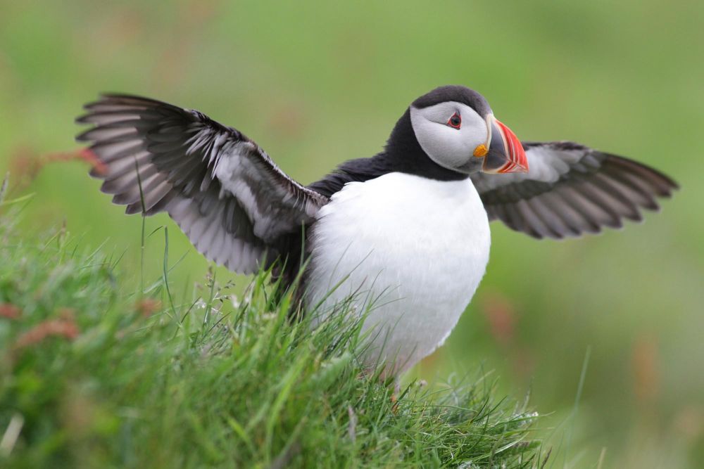 macareux voyage en ecosse - &copy; Laurent Cocherel