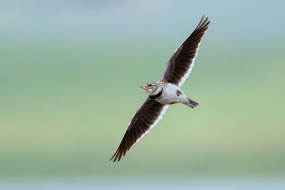 Alouette Calandre - &copy; Sylvain Reyt
