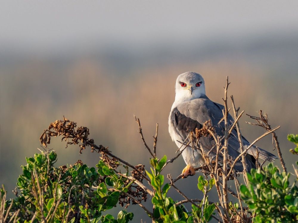 black winged kite - &copy; Escursia