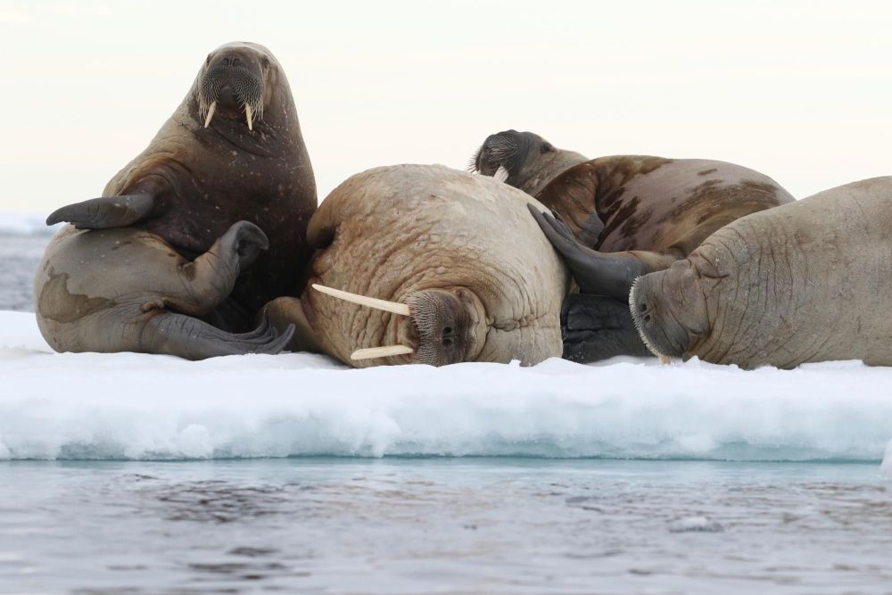 morses, sur la banquise croisière nature au spitzberg - &copy; Laurent Cocherel