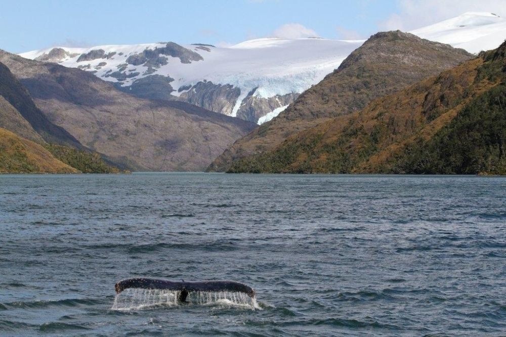nageoire arriere d'une baleine en patagonie - &copy; Matthieu Reynier