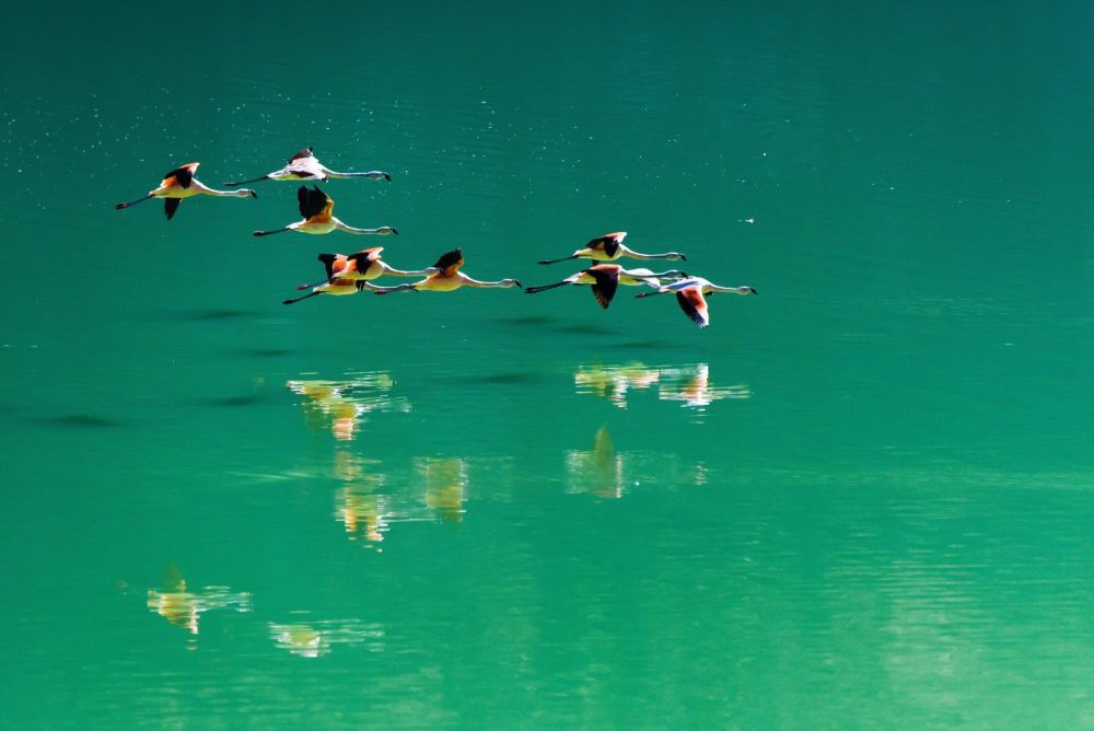 groupe de flamants rose en plein vols - &copy; Sylvain Lefebvre
