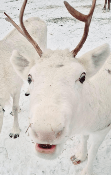 groupe de voyageurs en raquette a neige en laponie finlandaise - &copy; Ana Cacheira Poinson