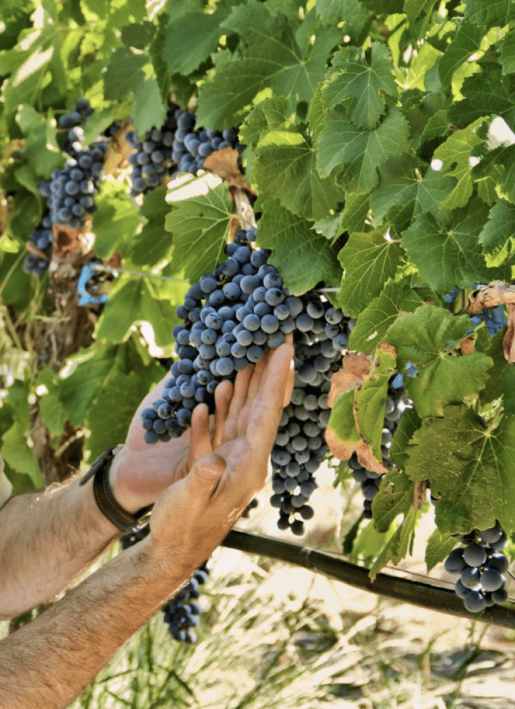 raisin d'un domaine malbec en argentine - &copy; Canva