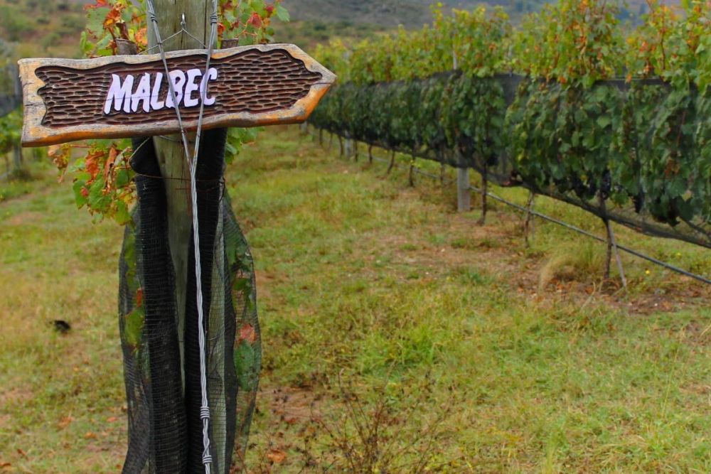 Domaine Malbec en argentine - &copy; Canva