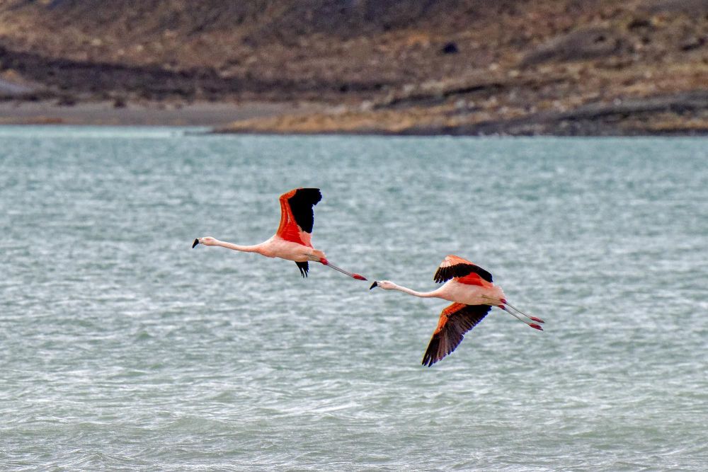 groupe de flamants rose en plein vols - &copy; Yves Blisson