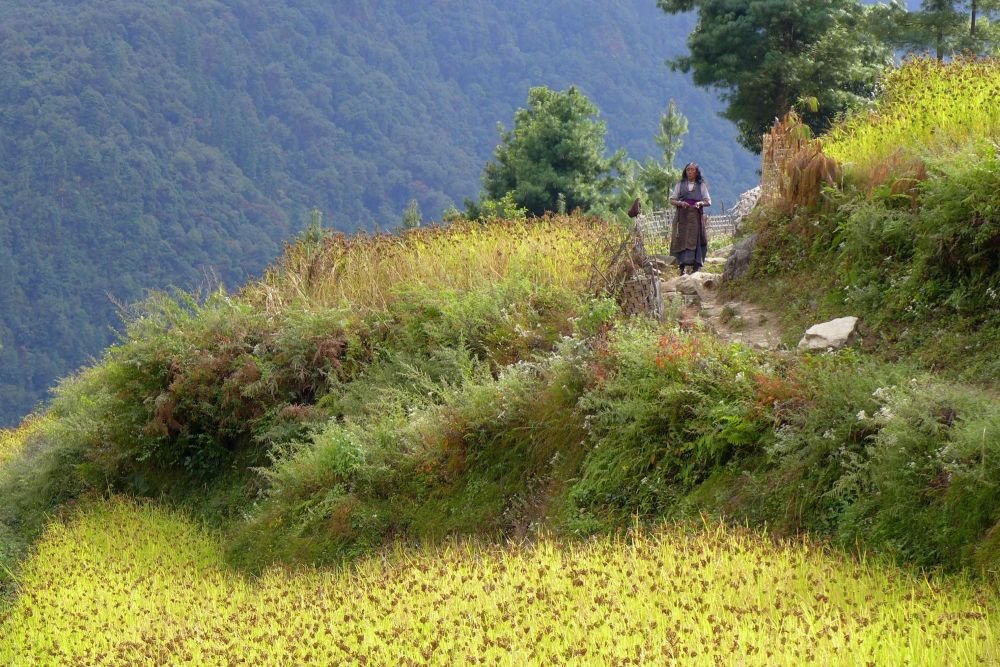 vallée verdoyante au nepal - &copy; Alexandre Ulcakar