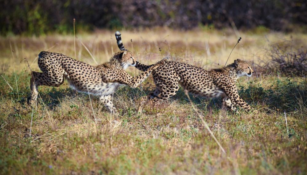 deux guepards en pleine course - &copy; Sylvain Lefebvre