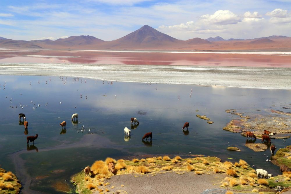 lamas dans la laguna colorada - &copy; Jean-Claude Colin
