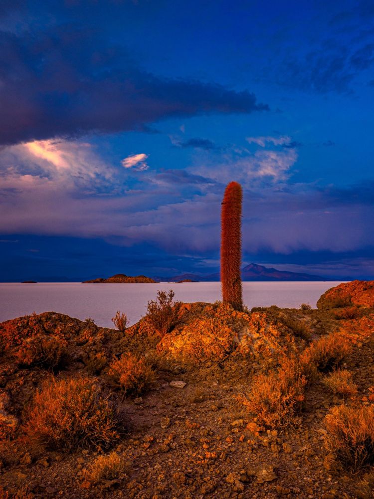 cactus au salar d'uyuni au chili - &copy; Nicolas Fragiacomo