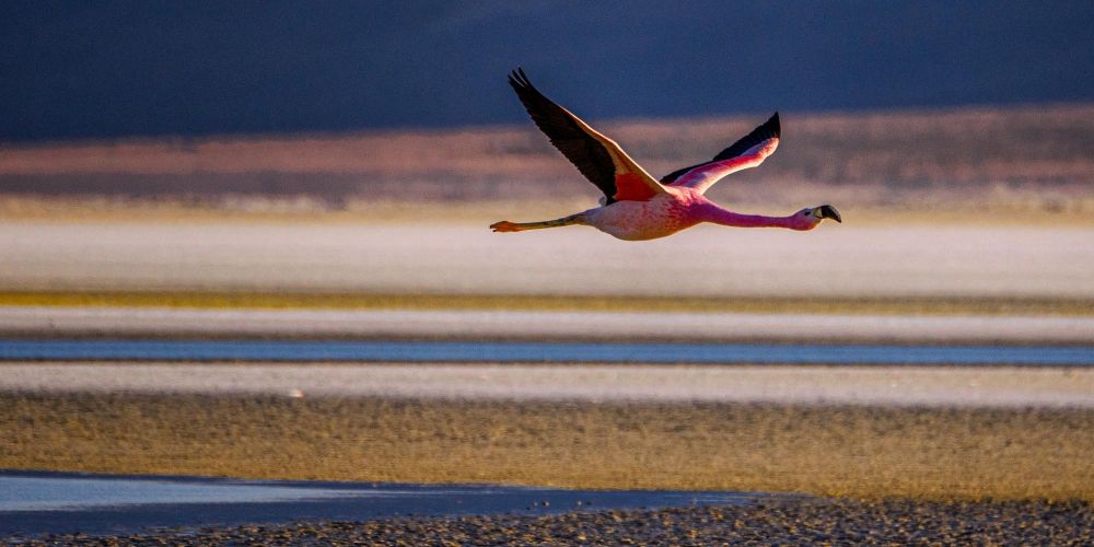 flamant rose de l atacama en plein vol - &copy; Nicolas Fragiacomo