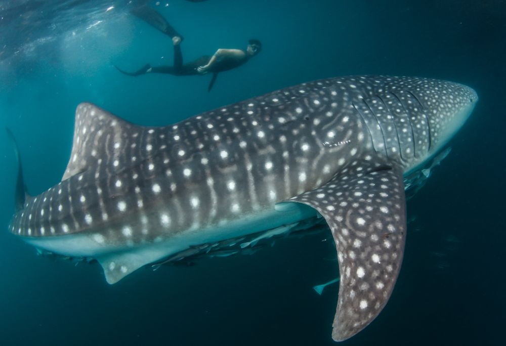 plonger avec un requin baleine - © OKE