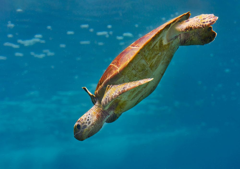 tortue des mers aux rajat ampat - © Zdenek Machacek