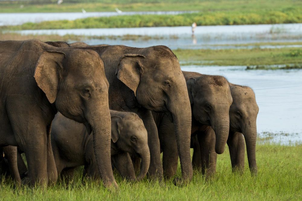elephants du sri lanka - © Mathieu Latour