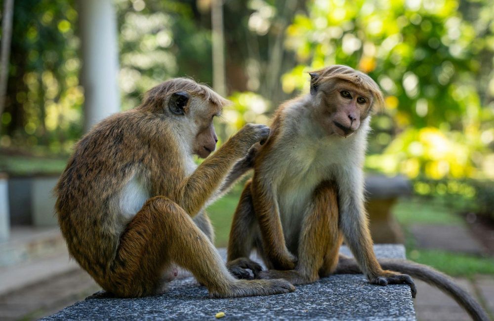 singe voyage famille au ski lanka - © Thilina Alagiyawanna