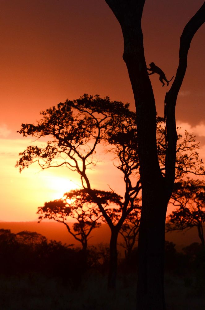 coucher de soleil sur le serengeti en tanzanie - &copy; Sylvain Lefebvre
