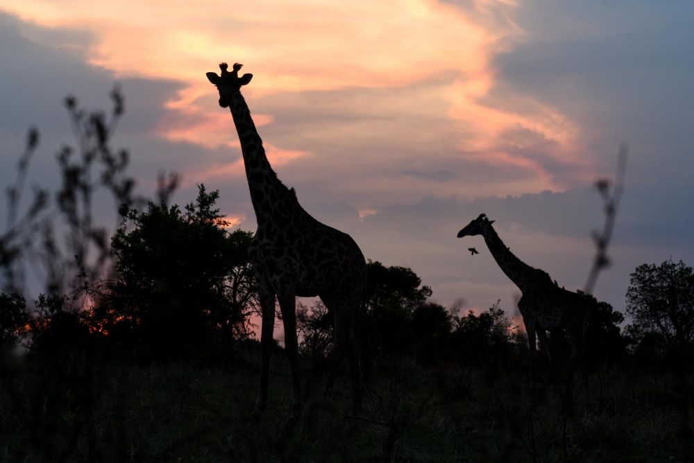 girafe au crepuscule dans le serengeti en tanzanie - &copy; Sylvain Lefebvre