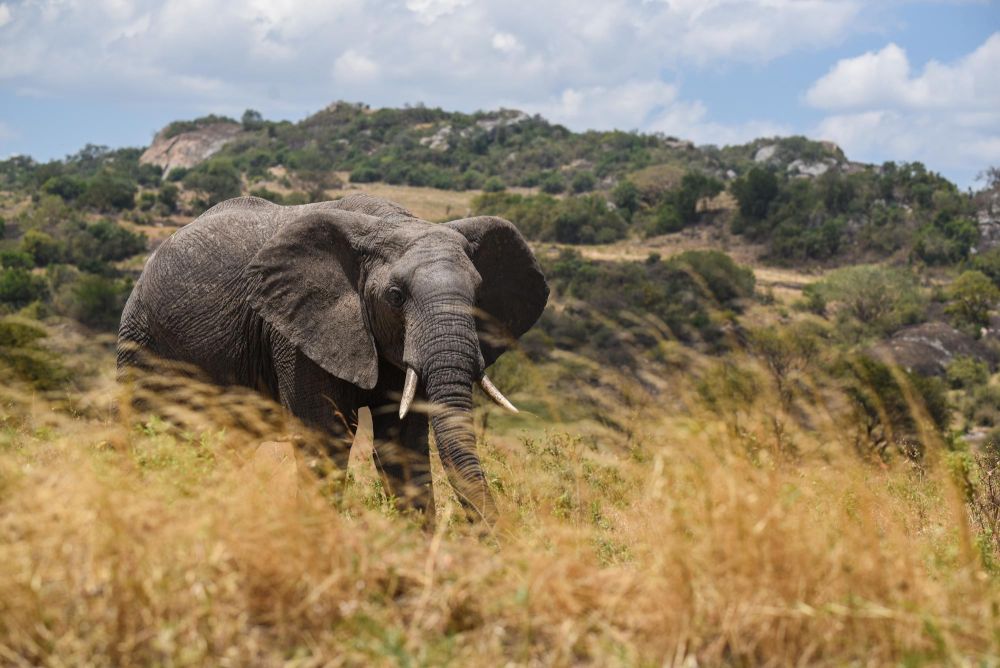 eléphant dans la savane safari en tanzanie - &copy; Sylvain Lefebvre