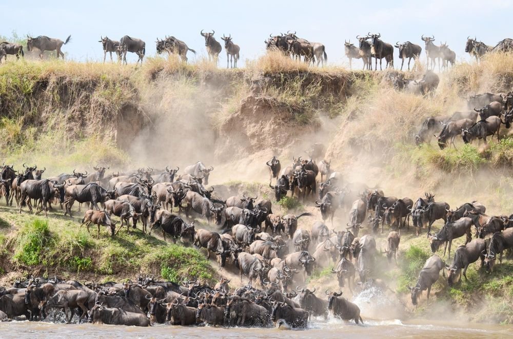 migration des gnous, safari en tanzanie - &copy; Sylvain Lefebvre