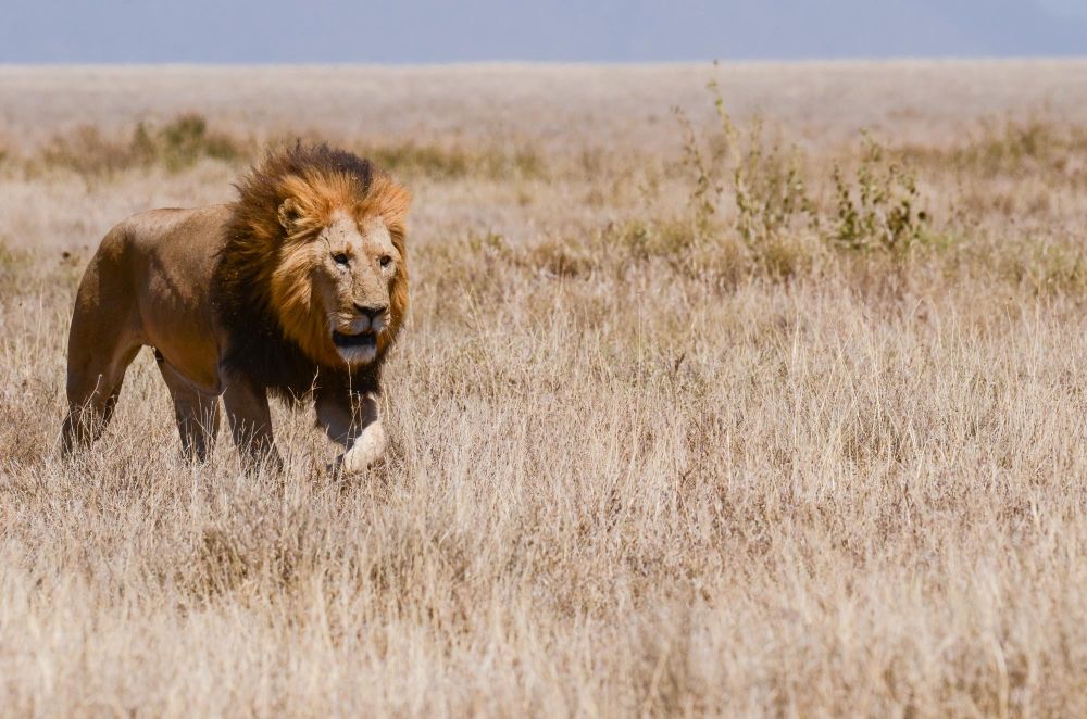 lion dans la savane, safari en Tanzanie - &copy; Sylvain Lefebvre