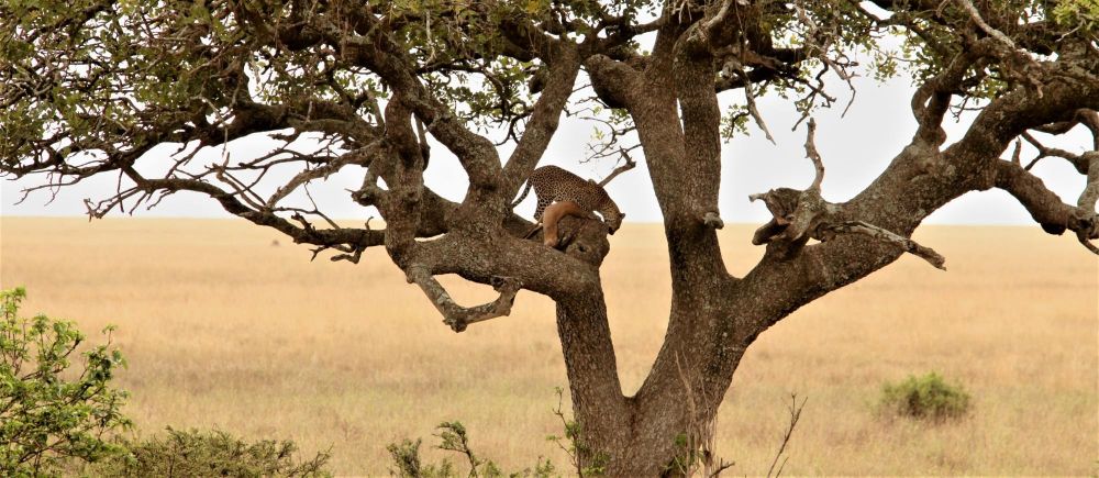 guepard dans un arbre, safari en tanzanie - &copy; Matthieu Flye Sainte Marie
