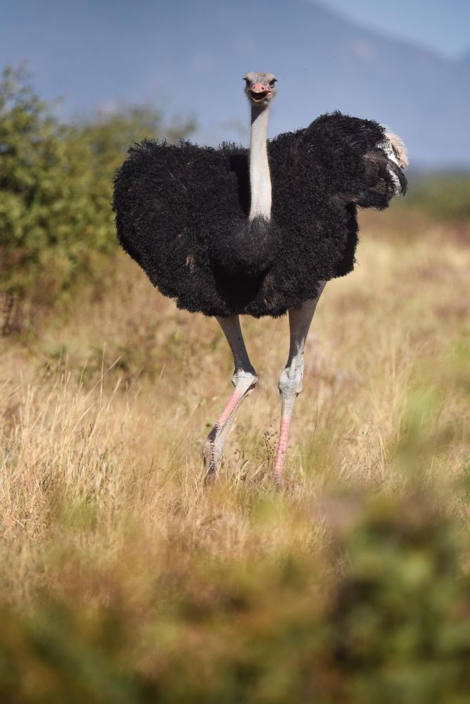 autruche dans la savane safari dans le par samburu au kenya - &copy; Sylvain Lefebvre