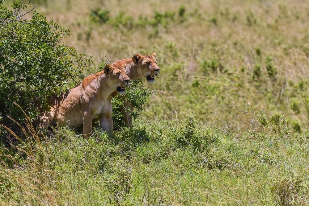 lionnes posées dans la savane lors d'un safari au kenya - &copy; Sylvain Lefebvre