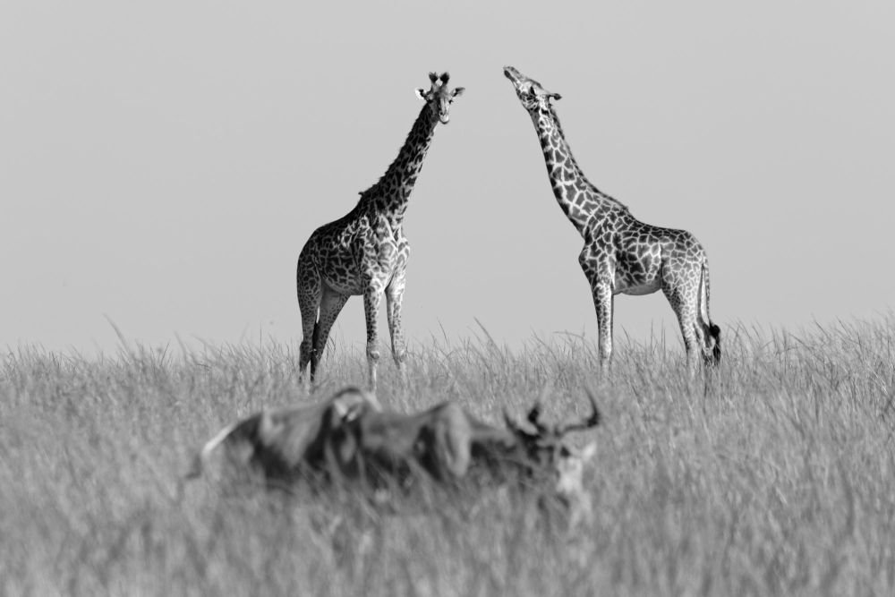 observation de la faune au coeur de la savane - safari au kenya - &copy; Aurélie Boithias