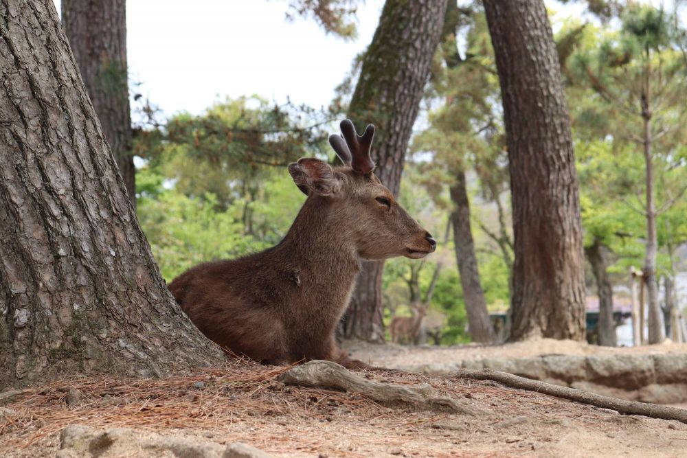 petit cerf dans la foret, voyage au japon - &copy; Stéphanie Kergourlay