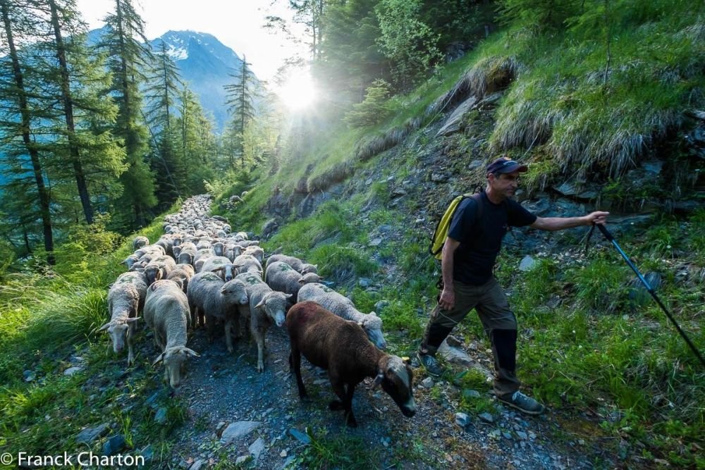 Voyage en france avec un berger dans les alpes - &copy; Franck Charton
