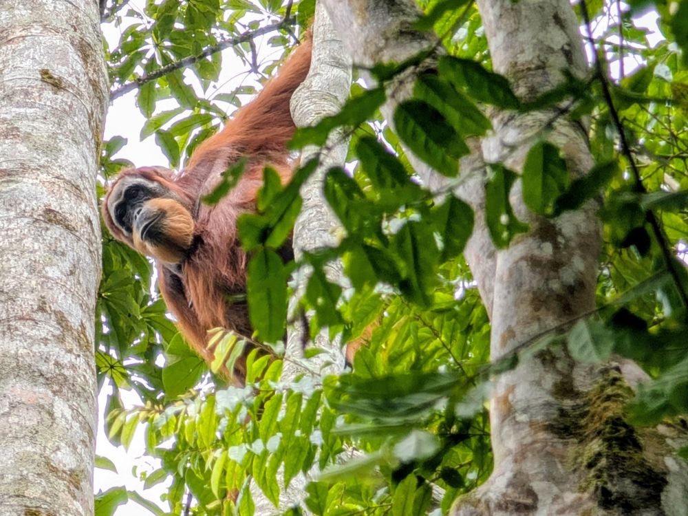 ourang outan dans son arbre voyage a borneo - &copy; Marjolaine Lafouge